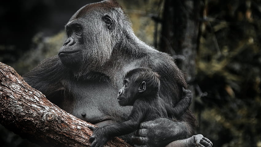 Gorilla, baby, animal, primate HD wallpaper