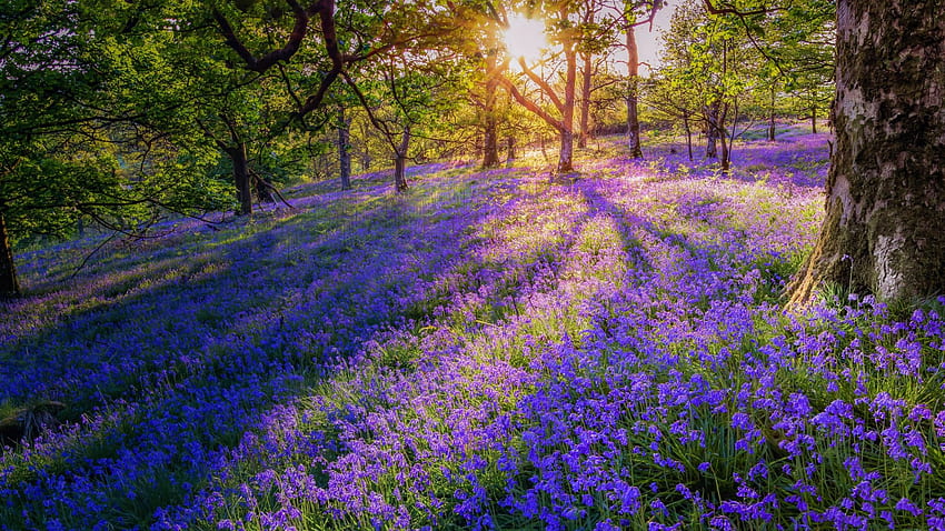 Bluebell Wood, Gartmore, Escócia, floresta, primavera, flores, sol, paisagem, árvores papel de parede HD