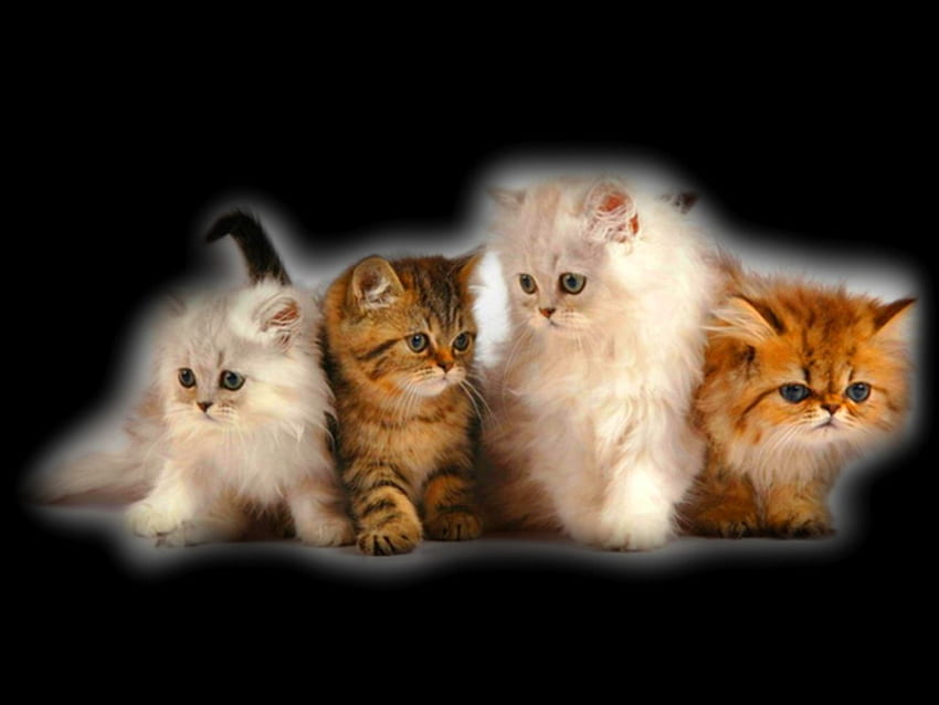 Needing a home, white, brown, black background, four, cats, kittens HD wallpaper