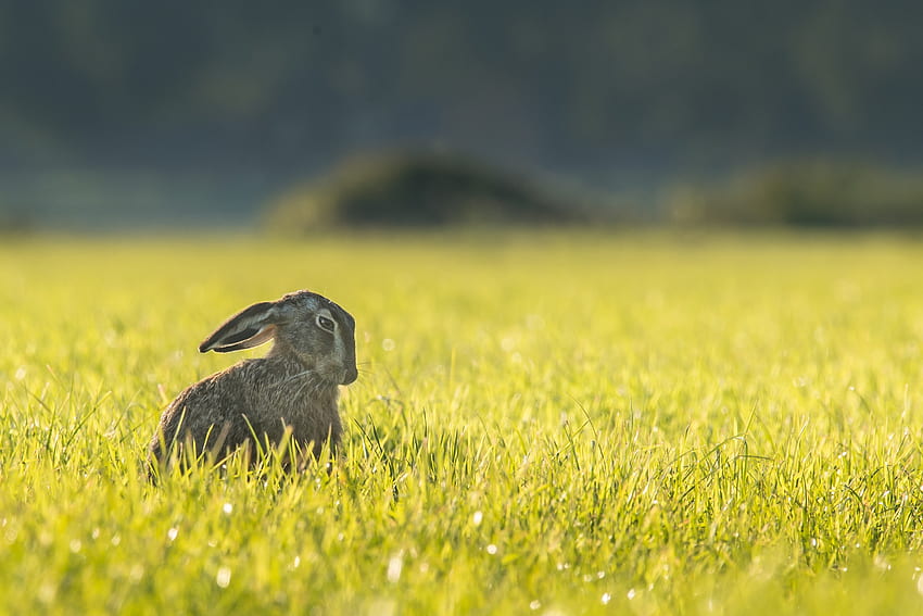 Animals, Grass, Cool, Sits, Is Sitting, Hare HD wallpaper