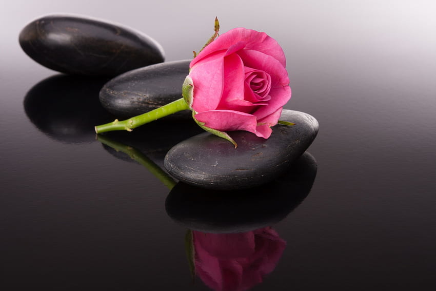 A pink rose between stones, Bud, flower, stone, pink rosette, pink rose HD wallpaper