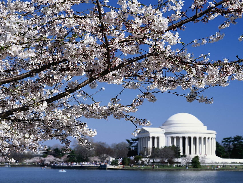 Monumenti: Untitled Son Memorial Washington DC Cherry Blossoms Sfondo HD