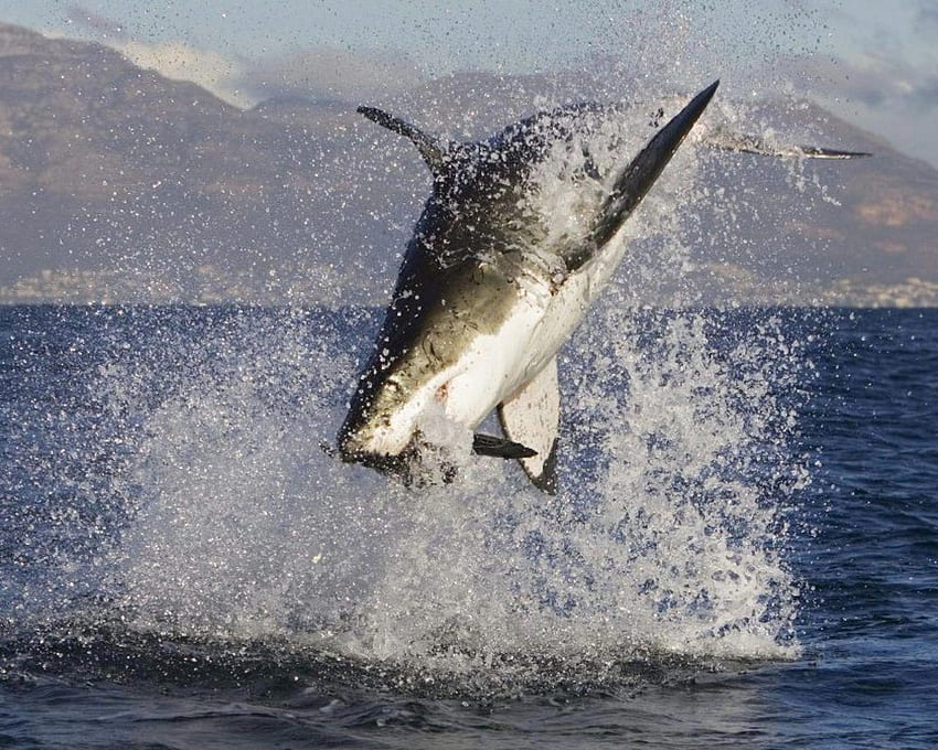 Great white shark attacks . Great white shark attack, White sharks, Ocean animals, Shark Breaching HD wallpaper
