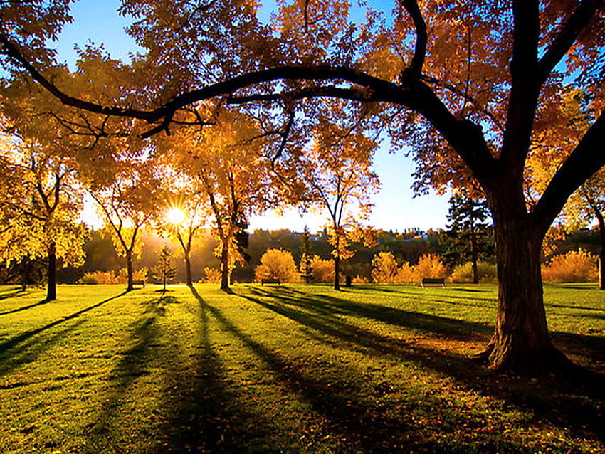Ending, shadows, leaves, fall colors, trees, autumn, grass, sunset HD wallpaper