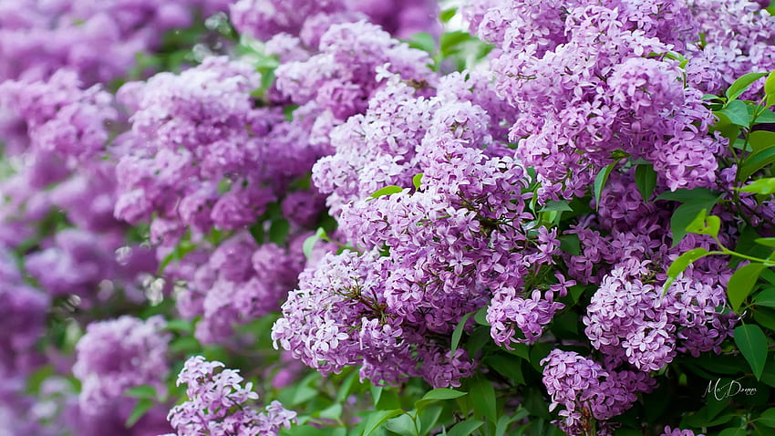 Spring Best, lavender, lilacs, flowers, fragrant, blooms, spring HD ...