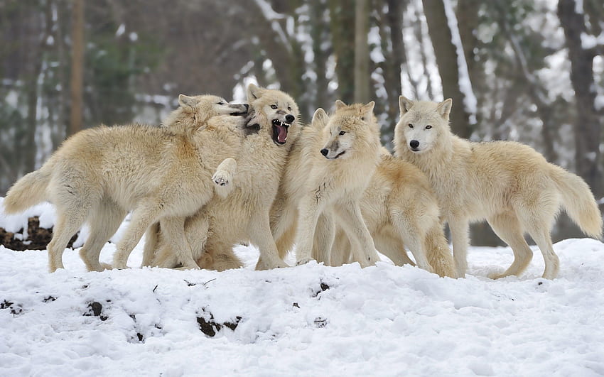 Animais, Lobos, Cães, Neve, Casal, Par papel de parede HD