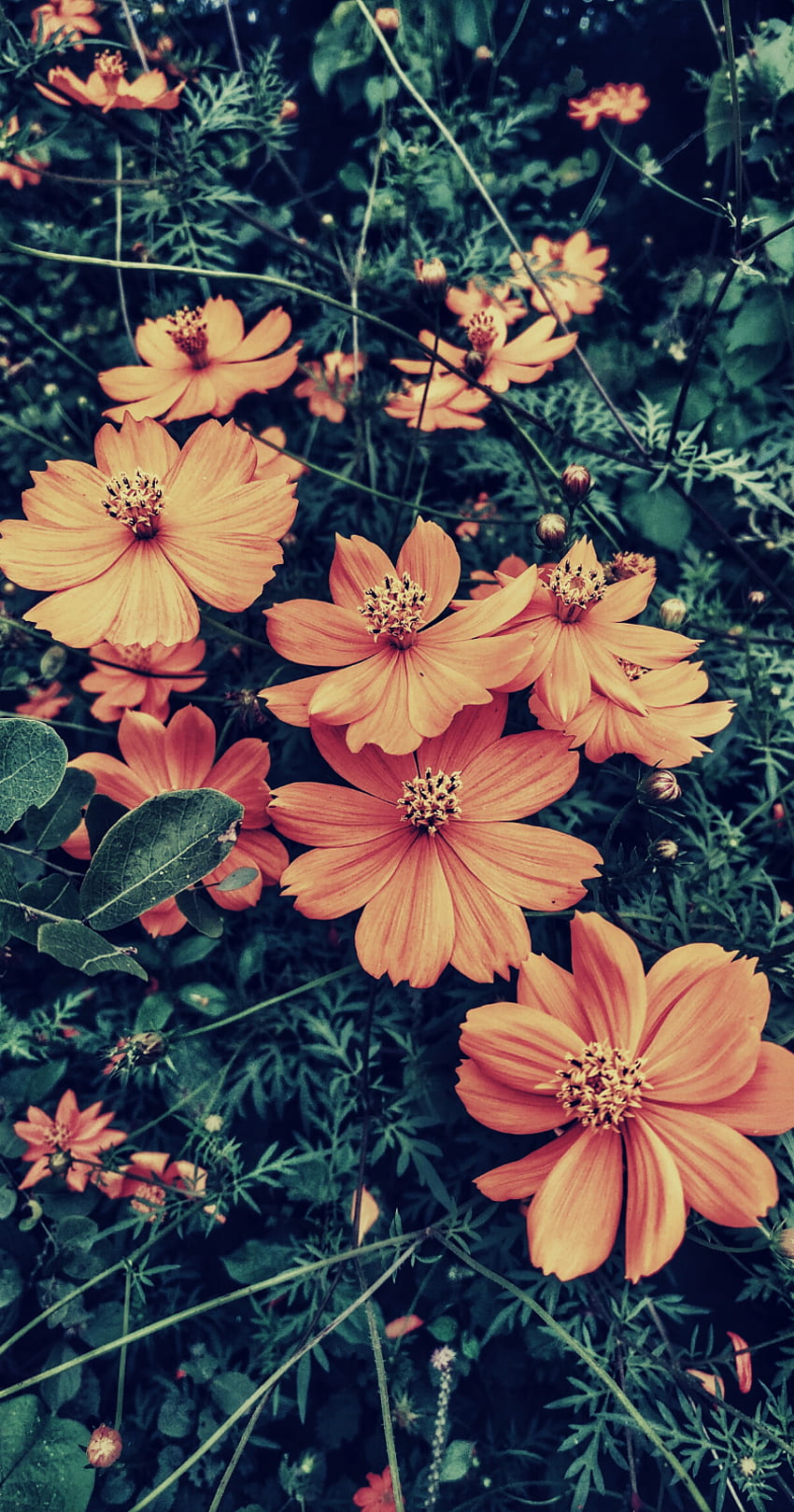 for iPhone. best floral from tumblr in 2020. Vintage floral background, Floral tumblr, Floral, Fall Floral HD phone wallpaper