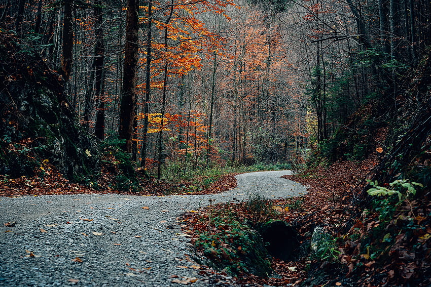 Natura, alberi, autunno, strada, svolta Sfondo HD