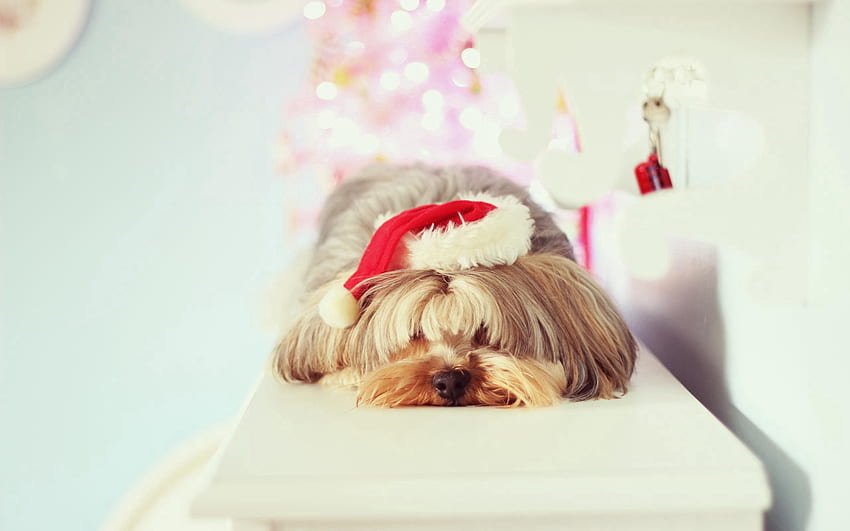Hewan, Anjing, Moncong, Tidur, Mimpi, Yorkshire Terrier Wallpaper HD