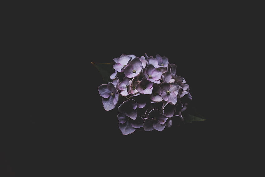 liliowy, płatki, minimalizm, hortensja Tapeta HD
