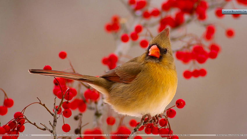 Female Northern Cardinal Among Hawthorn Berries HD wallpaper