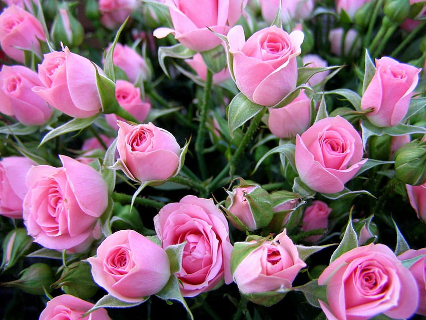 Fiori, rose, bouquet, boccioli, delicati, gentili Sfondo HD