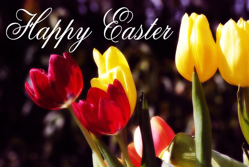 Happy Easter, holiday, easter, flowers, tulips, spring HD wallpaper