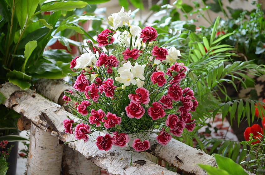 Blumen, Nelken, Schönheit, Grüns, Blumenstrauß, Komposition, Birke HD-Hintergrundbild