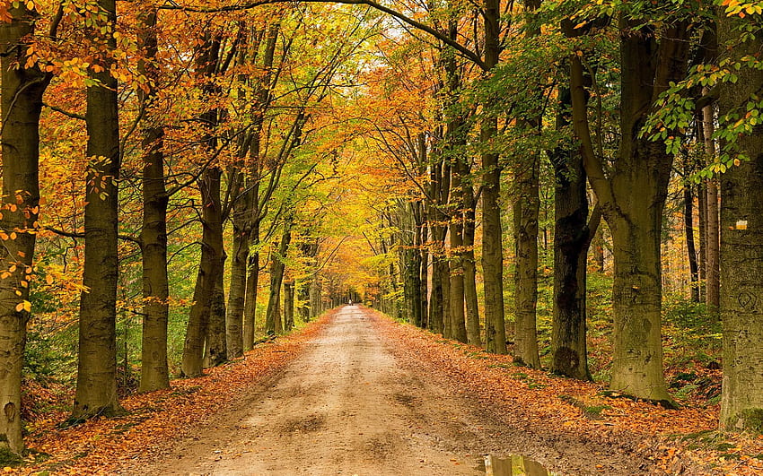 Landscape, Nature, Tree, Forest, Woods, Autumn, Path, Road / and Mobile ...