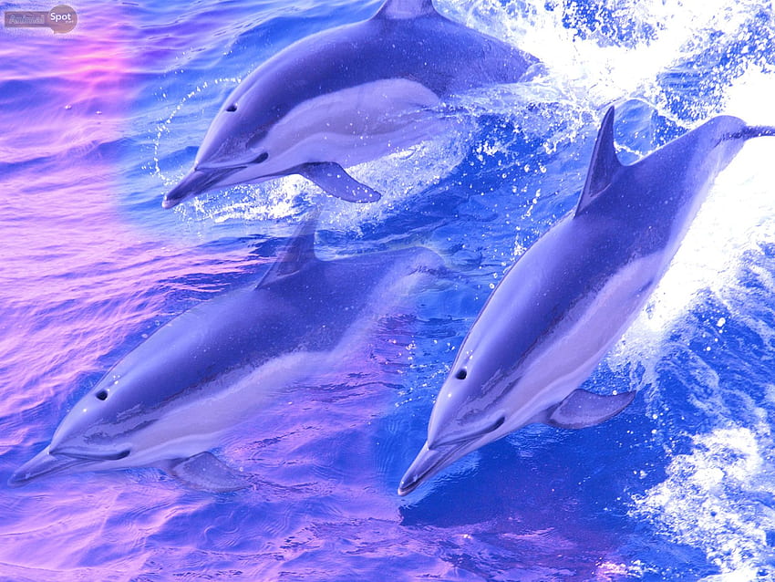 Delfín, Delfín Atardecer fondo de pantalla