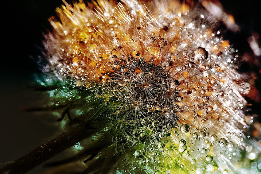 Tropfen, Blume, Makro, Nahaufnahme, Löwenzahn, Flaum, Flaum HD-Hintergrundbild