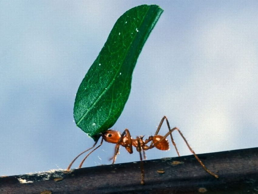 Robotnica-mrówka-niosąca-liść, robotnica-mrówka, fajna, niosąca-liść Tapeta HD