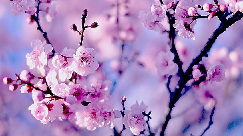 Anksiyete ve Stresin Şifalı Çin ZEN Müziği. Bedeni sakinleştirmek için Zen Cherry Blossom HD duvar kağıdı