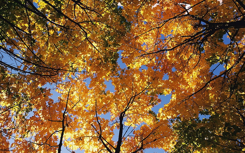 Landscape, Trees, Autumn HD wallpaper | Pxfuel