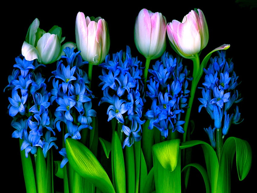 TULIPS & HYACINTHS ผักตบชวา ธรรมชาติ ดอกทิวลิป ดอกไม้ วอลล์เปเปอร์ HD