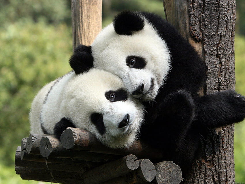 Nature love black white animals bamboo panda bears bears Animals , Hi Res  Animals , High Definition HD wallpaper | Pxfuel