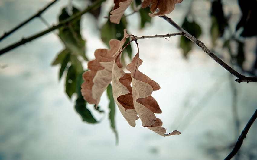 Autumn, Macro, Foliage, Dry, Oak HD wallpaper | Pxfuel