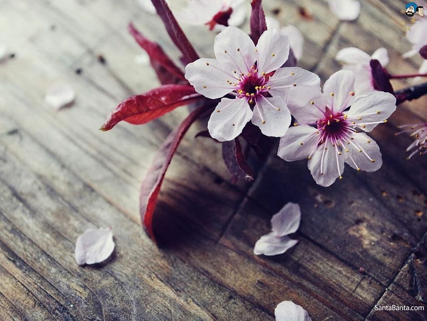 Japanese Flower Pictures  Download Free Images on Unsplash