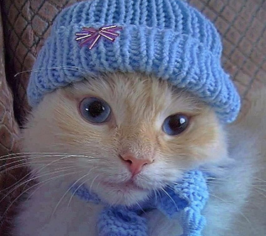 ~ Lindo gatito ~, azul, gatito, ojos, gato, sombrero fondo de pantalla