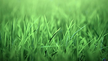 Bright green grass HD wallpapers | Pxfuel