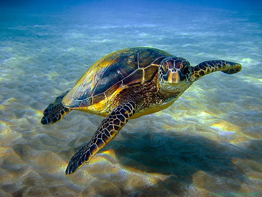 Żółw morski. Żółw morski, żółw, gatunek żółwia morskiego, żółw hawajski Tapeta HD