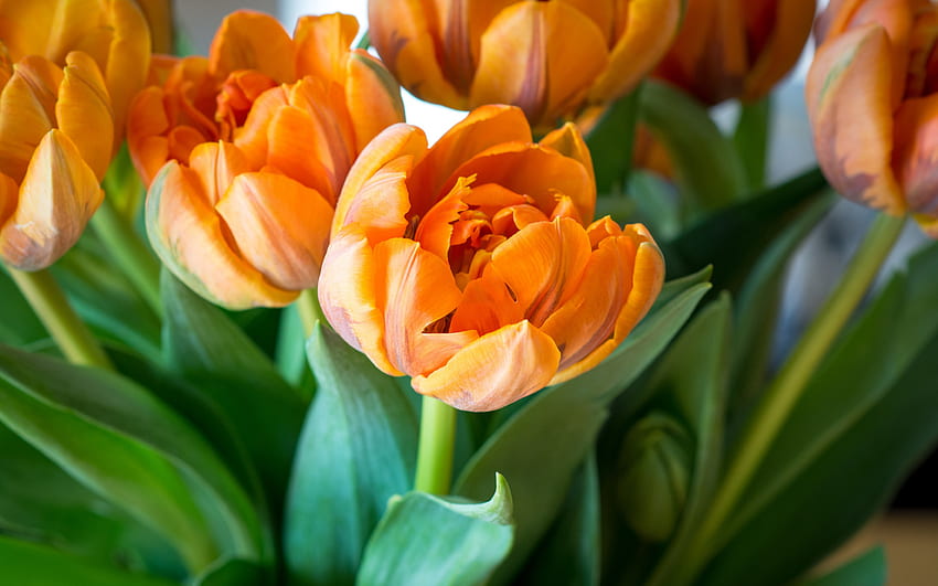 orange tulips, wildflowers, tulips, orange flowers, tulip bouquet, background with orange tulips HD wallpaper