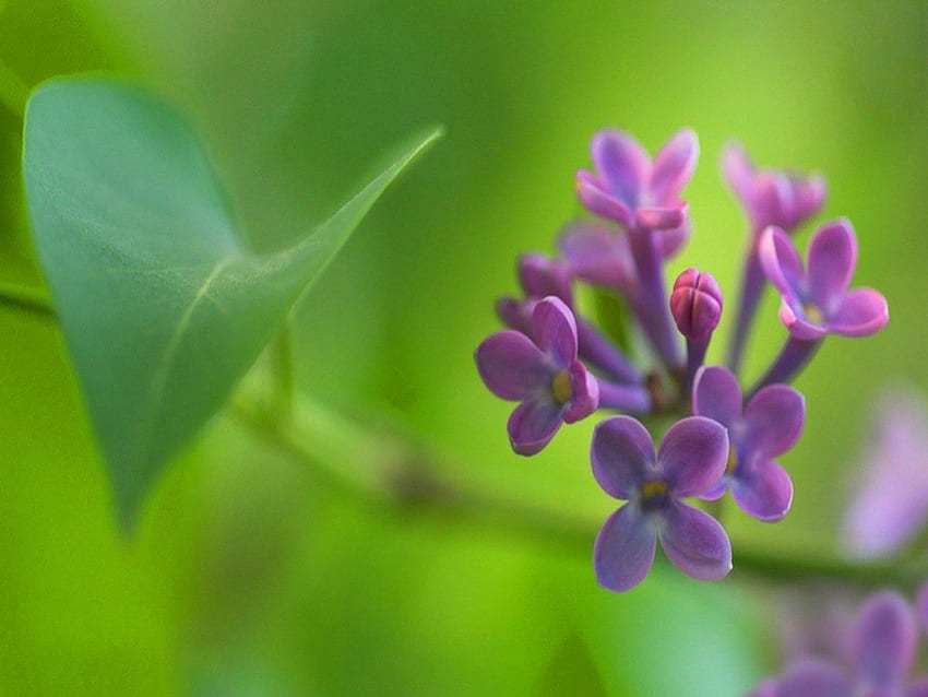 Ramita, púrpura, hojas, flor, verde, lila fondo de pantalla