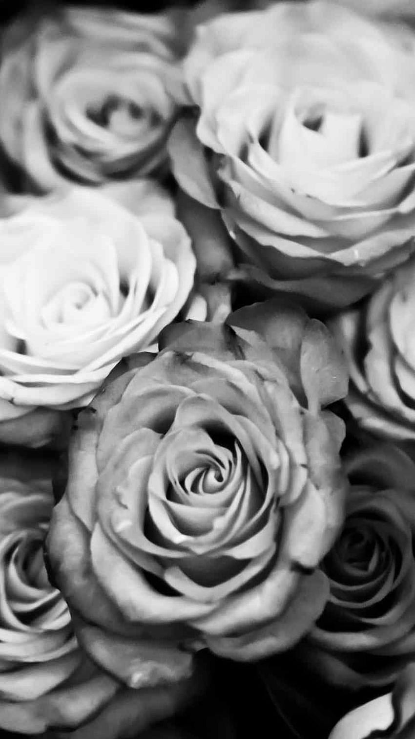Ayleet Black And White Rose iPhone Pattern - iPhone, Gray Rose HD phone wallpaper