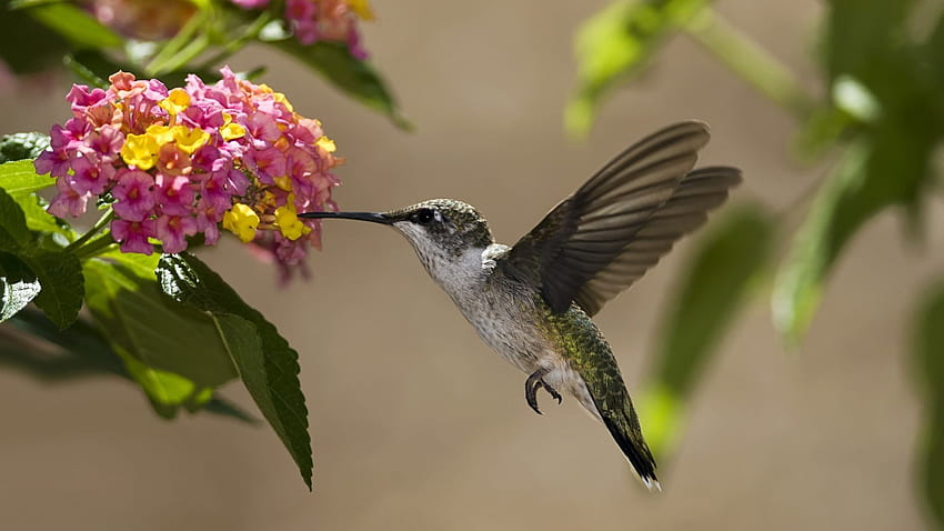 Burung kolibri, sayap, burung, cantik, liar, pink, cantik, hijau, alam, bunga Wallpaper HD