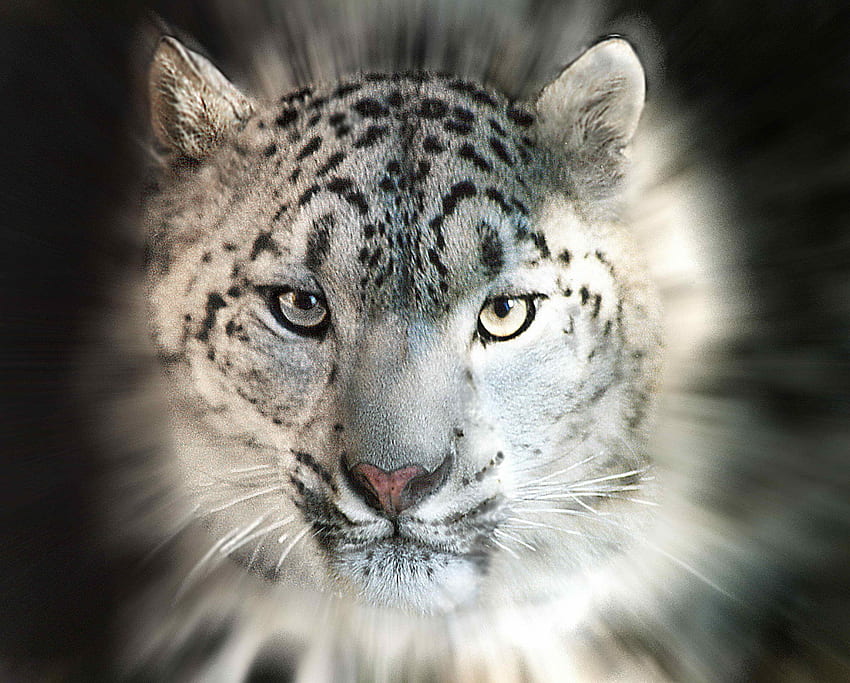 Животни, снежен леопард HD тапет
