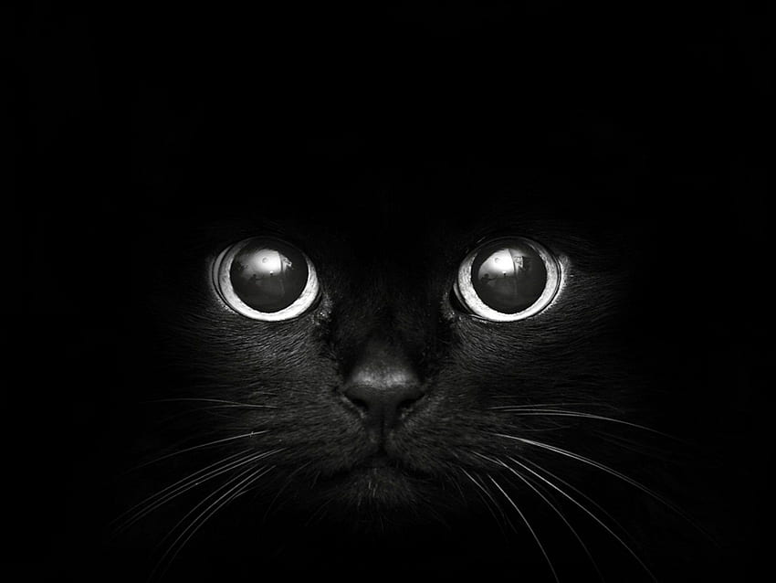 Gatos nuevos 79 de gatos lindos y gatos negros lindos fondo de pantalla