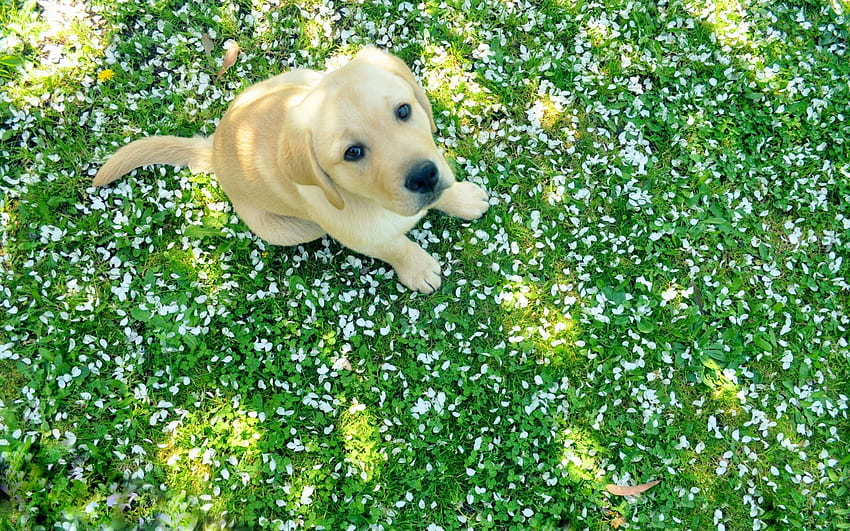 Animals, Grass, Sit, Dog, Puppy, Labrador HD wallpaper
