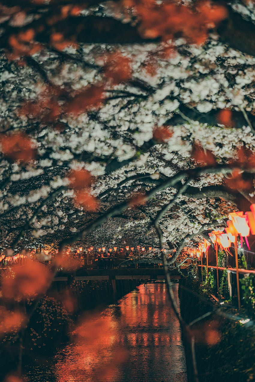 Cities, Rivers, Sakura, Lights, Park, Lanterns, Bridge, Embankment, Quay HD phone wallpaper