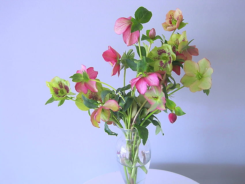 Rosas de natal - natureza morta, azul, rosa, branco, verde, rosas de natal, vaso papel de parede HD