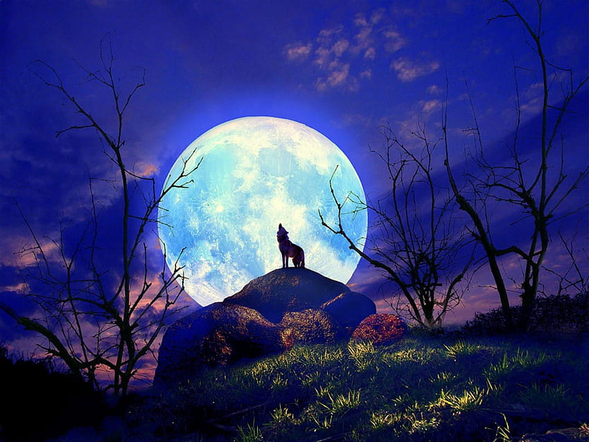 Moon Wolf, Big Moon HD wallpaper
