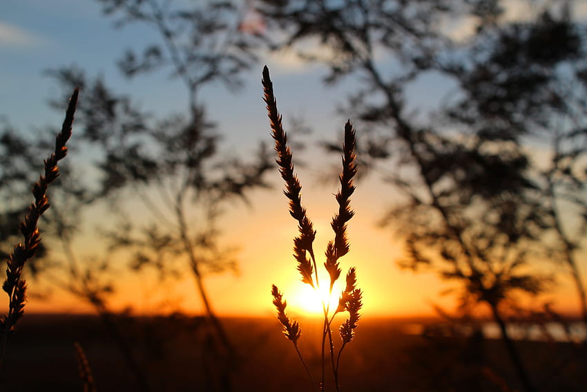 พระอาทิตย์ตก หญ้า มาโคร เบลอ สมูท แสงแดด วอลล์เปเปอร์ HD