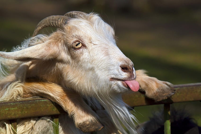 Animals, Muzzle, Language, Tongue, Horns, Goat HD wallpaper