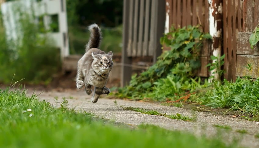 Kucing berkecepatan tinggi, kucing, hijau, lari, kucing, rumput, tinggi, kecepatan Wallpaper HD