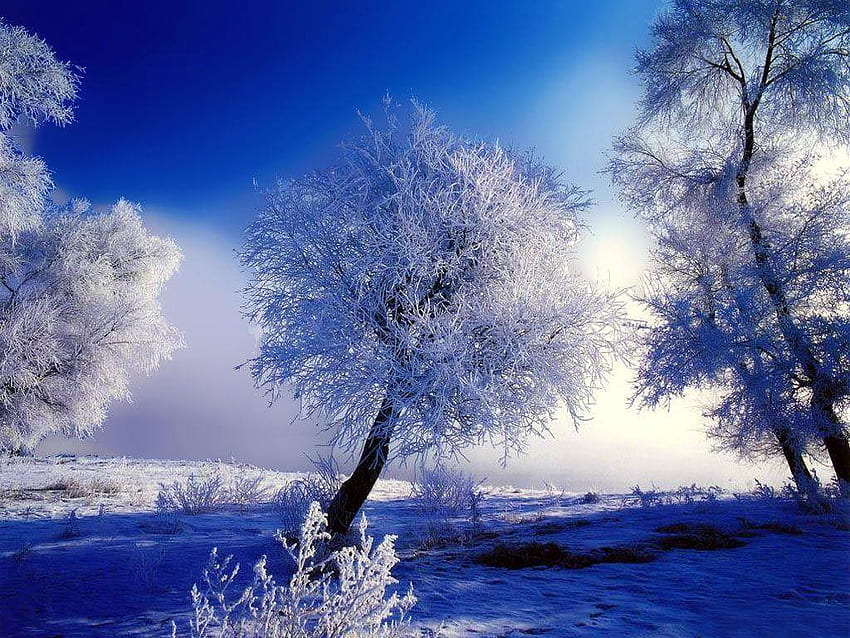Winter, December Nature HD wallpaper