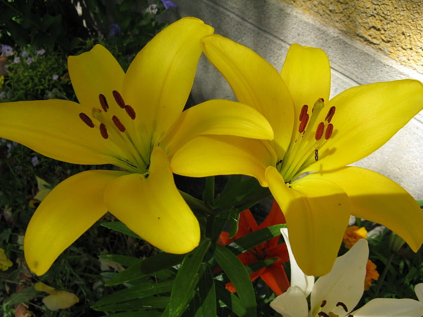 lirios, jardín, flores, amarillo fondo de pantalla