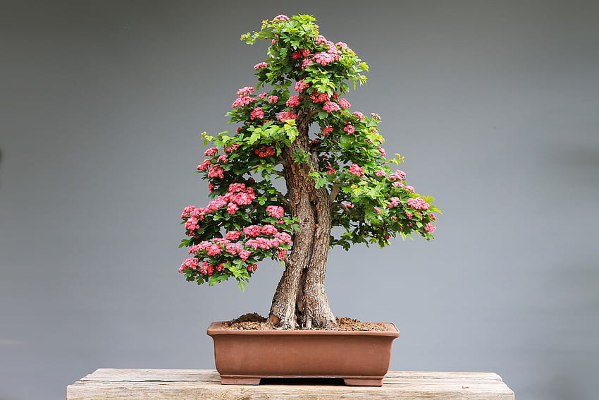 Bonsai, pohon, flora Wallpaper HD