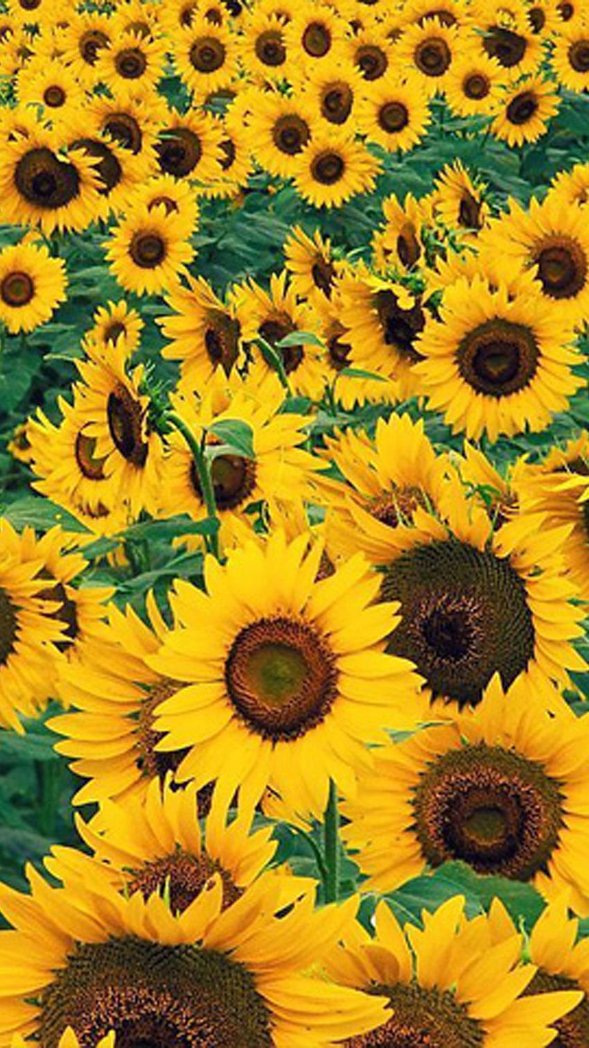 Sonnenblumen-Hintergrund, niedliche gelbe Sonnenblume HD-Handy-Hintergrundbild