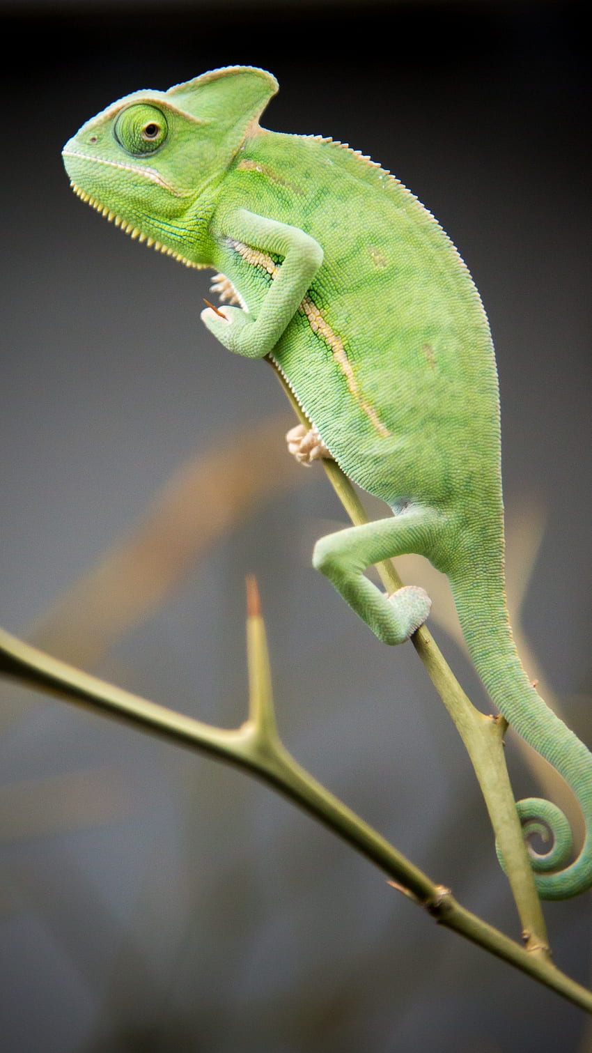Chameleon, Green, Lizard HD phone wallpaper
