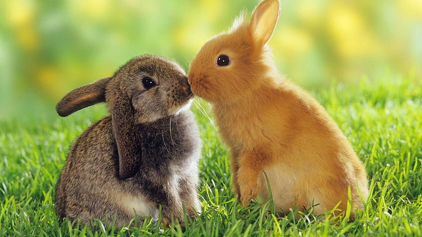 Rabbit and Background HD wallpaper